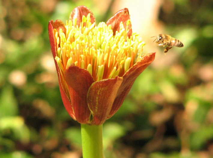 Scadoxus puniceus